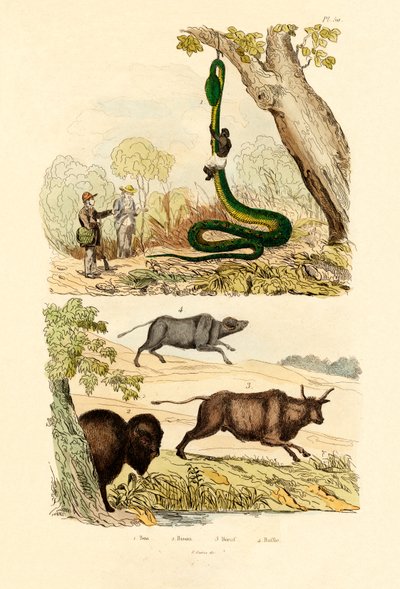 Boa, 1833-39 de French School